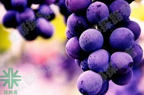 成都探路者拓展培訓