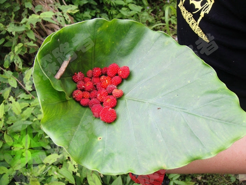探路者拓展夏令營