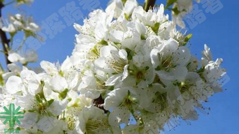 探路者拓展培訓