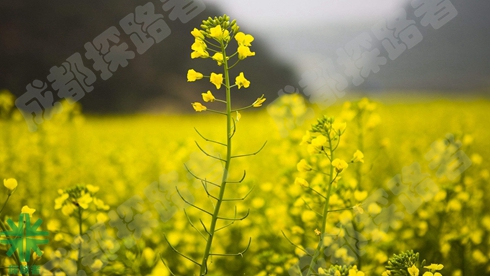探路者拓展培訓